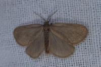 Bijugis bombycella