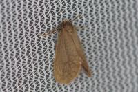 Bijugis bombycella
