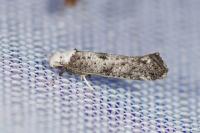 Paraswammerdamia albicapitella