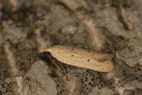 Nothris verbascella