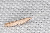 Coleophora