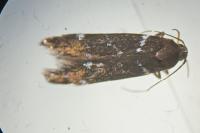 Argolamprotes micella