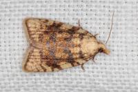 Aleimma loeflingiana