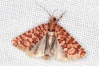 Lozotaeniodes formosana