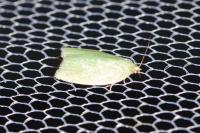Tortrix viridana