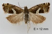 Grapholita jungiella