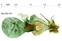 Grapholita jungiella