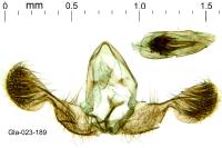 Grapholita jungiella