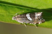 Grapholita jungiella