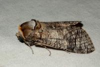 Cossus cossus