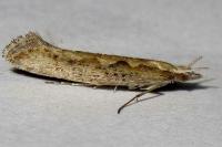 Plutella xylostella