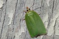 Tortrix viridana