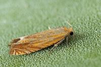 Lathronympha strigana