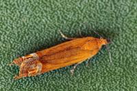 Lathronympha strigana