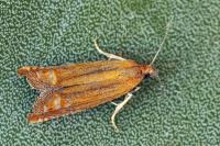 Lathronympha strigana