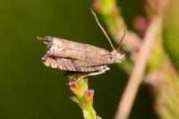 Ancylis unguicella