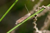 Ancylis unguicella