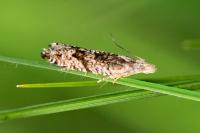 Ancylis unguicella