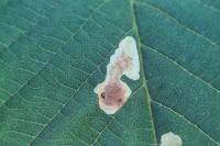 Cameraria ohridella