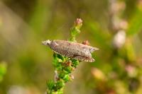Ancylis unguicella