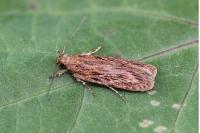 Depressaria daucella