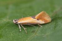 Batia lunaris