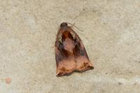 Archips podana