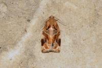Archips xylosteana