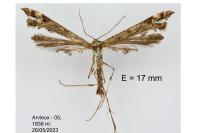 Amblyptilia punctidactyla