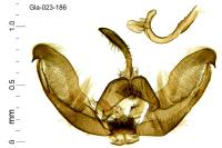 Amblyptilia punctidactyla