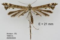 Amblyptilia punctidactyla