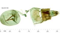 Amblyptilia punctidactyla