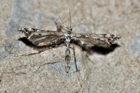 Amblyptilia punctidactyla