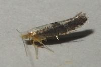 Argyresthia spinosella