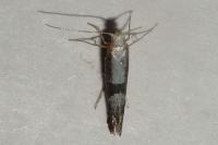 Argyresthia spinosella