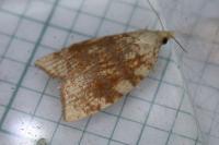 Aleimma loeflingiana