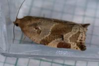 Archips xylosteana