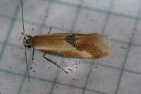 Batia lunaris