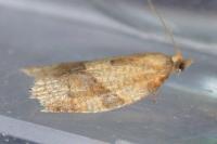 Clepsis consimilana
