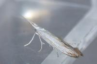 Coleophora