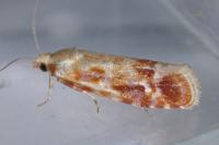 Rhyacionia buoliana