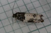 Gypsonoma sociana