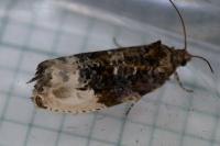 Hedya nubiferana