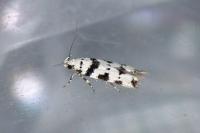 Pseudotelphusa scalella