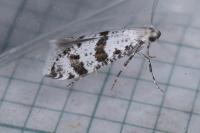 Scythropia crataegella