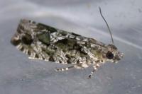 Zeiraphera isertana
