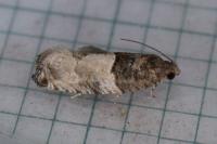 Gypsonoma aceriana