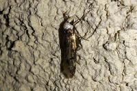 Endrosis sarcitrella