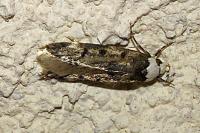 Endrosis sarcitrella