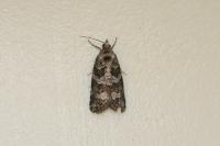 Cnephasia